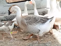 Geese — foto 3
