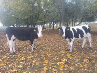 雌牛, Russian Black pied cattle — 写真 1