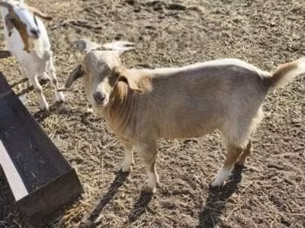 Bode, Cabras