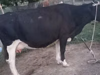 گاو ماده, Russian Black pied cattle — عکس 1