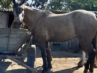 Mare, Horses — photo 4
