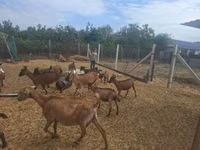Goat, Nubian Goat — photo 3