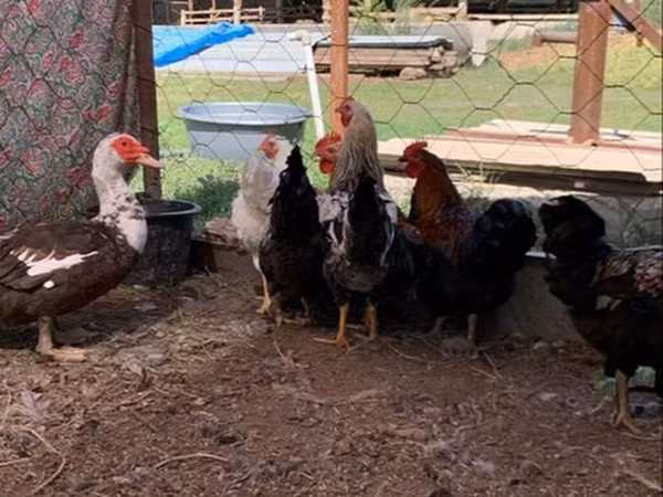 Chickens — Kyrgyzstan
