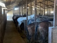 Horse (M), Horses — photo 4
