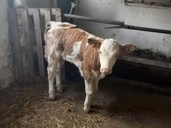 Bulle, Simmental cattle