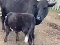 Vaca, Ganado vacuno — foto 2