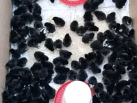 Australorp — photo 5