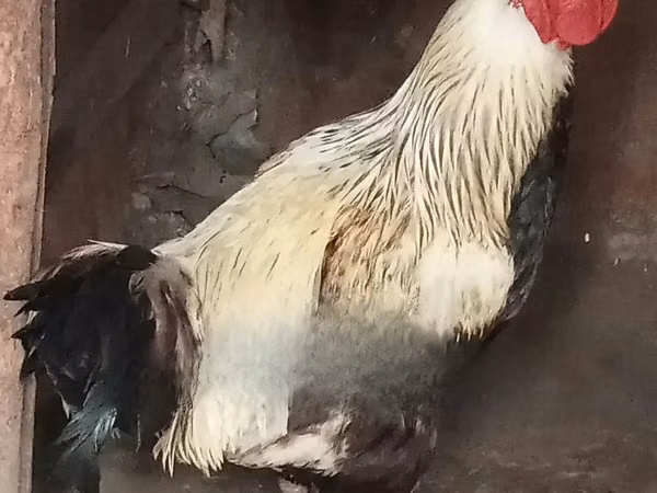 Chickens — Tanzania