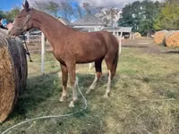 Кобила, Dutch warmblood horse — снимка 3