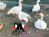 Geese — foto 3