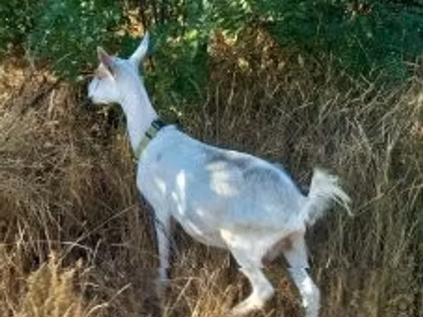 Capra, Saanen goat — Ungheria