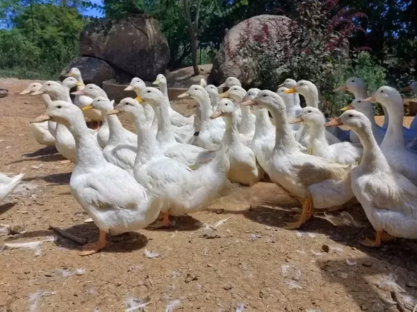 Pekin german