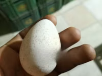 Chickens — foto 4