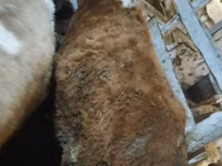 Cattle (batch, sex not specified), Cattle — photo 8