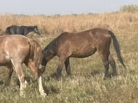 Cavalla, Horse breed — foto 5