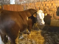 Bull, Limousin cow — photo 1
