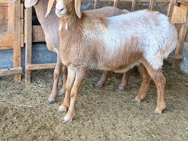 Πρόβατο, Arashan sheep