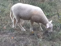 Kambing jantan, Sheep — foto 1