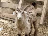 Ged, Saanen goat — foto 2