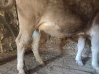 Bull, Cattle — photo 3