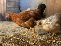 Chickens — foto 5