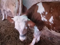 Krowa, Simmental cattle — zdjęcie 4