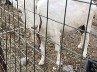 Ged, Saanen goat — foto 3