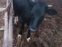 วัวตัวเมีย, Russian Black pied cattle — รูปภาพ 3