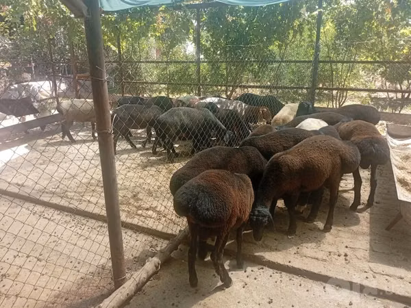 Ram, Sheep — Uzbekistan