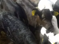 گاو و گوساله (گروه، جنسیت مشخص نشده), Simmental cattle — عکس 7
