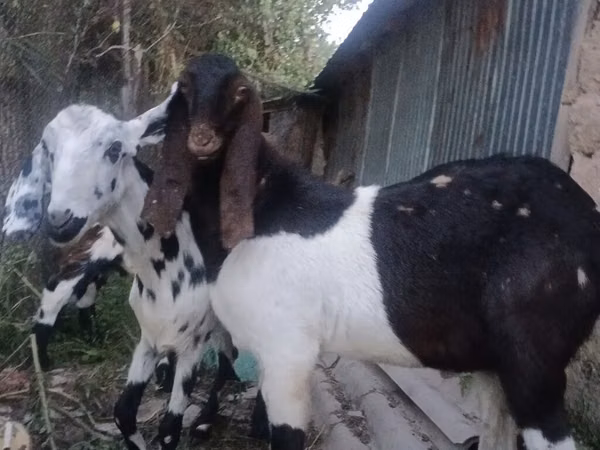 Goat, Nubian Goat — Kyrgyzstan