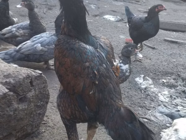 Chickens — جمهوری آذربایجان