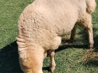 Ram, Sheep — photo 1