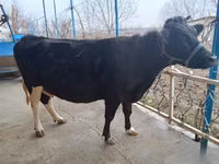 گاو ماده, گاو — عکس 5