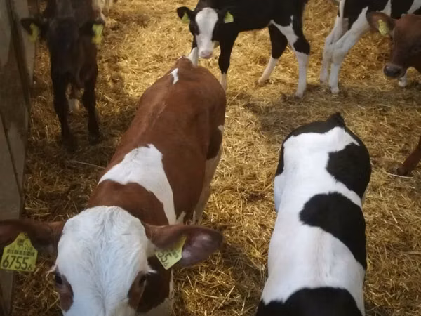 Sığır (parti, cinsiyet belirtilmedi), Simmental cattle