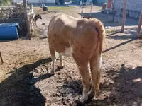 Kuh, Latvian Blue cattle — Foto 2