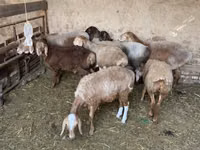 Sheep, Sheep — photo 1
