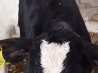 Ng'ombe (kikundi, jinsia haijatajwa), Russian Black pied cattle — picha 4