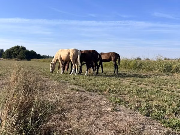 Mare, Horses — Kyrgyzstan