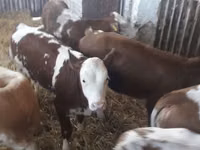 Goveda (partija, pol nije naveden), Simmental cattle — fotografija 3