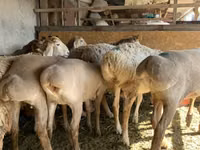 암양, Arashan sheep — 사진 4