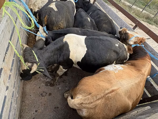 Lo’, Simmental cattle