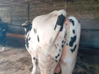 گاو نر, Russian Black pied cattle — عکس 3