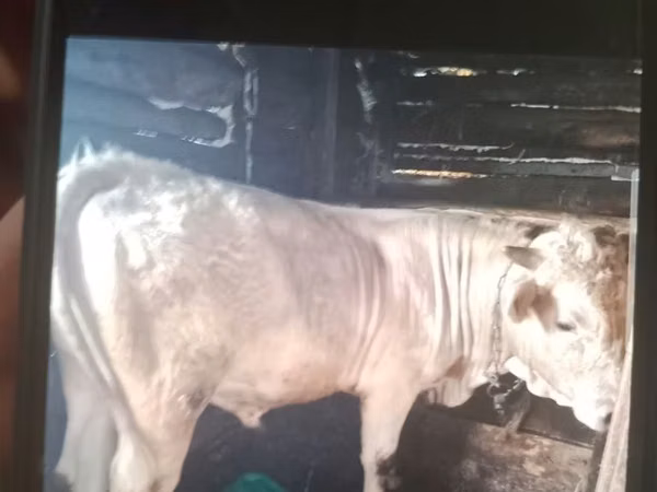 Cow, Cattle — Kazakhstan