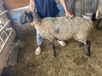 Sheep, Hissar sheep — photo 1