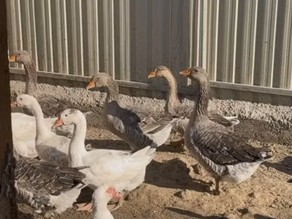 Geese — Kyrgyzstan