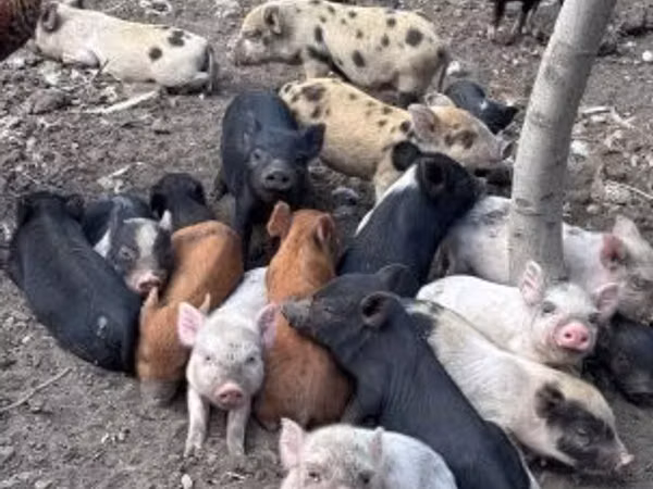 Babi betina, Pigs