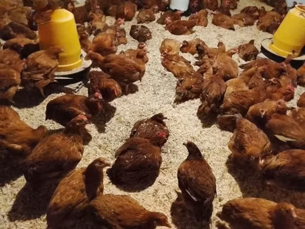 Chickens — Hungary