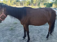 Kuda betina, Horses — foto 3