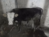 Buğa, Russian Black pied cattle — foto 1
